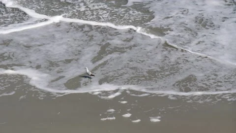 One seagull standing in ocean waves looking for a meal to eat medium shot Stock Footage 205449956
