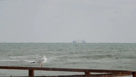 One seagull stands against the sea Stock Footage 99675111