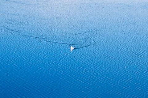 One seagull swims in blue lake water Stock Photos