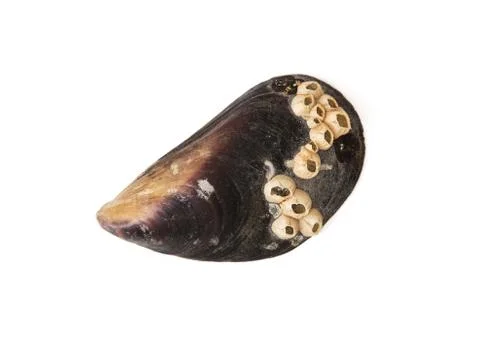 One seashell Stock Photos