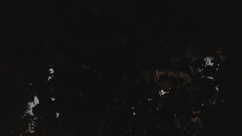 One seed Stock Footage 315653172