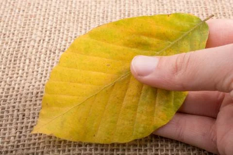 One separate dry leaf in hand Stock Photos