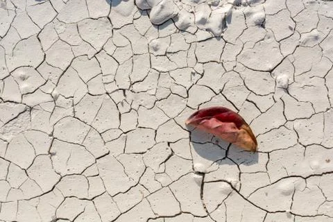 One separate dry leaf in view Stock-Fotos