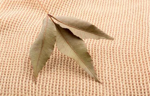 One separate dry leaf in view Stock Photos