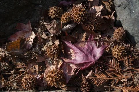 One separate dry leaf in view Stock-Fotos