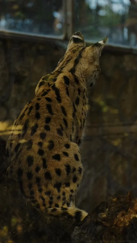 One serval cat sits calmly on a rock while another serval walks past inside a Stock Footage 325740284