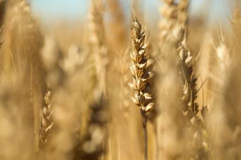 One sharp wheat Stock Photos