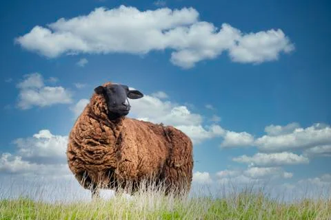 One sheep browsing fresh grass on the top of a hill Stock Photos