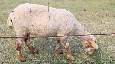 One sheep eating the grass Stock Footage 90769896