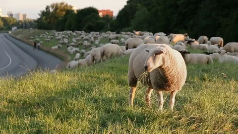 One sheep in front of a flock chewing on a dike next to a street in Hamburg Video stock 77648552