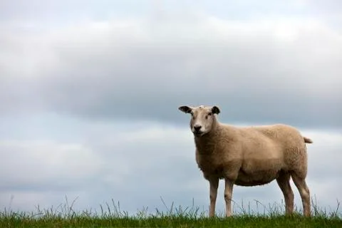 One sheep on grassland Фото
