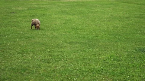 One sheep grazing in a field and eating green grass. Stock Footage 310106375