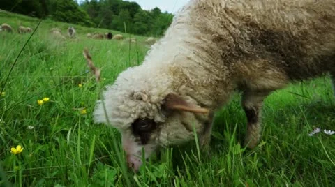 One sheep grazing on a field Stock Footage 20441634