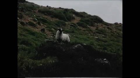 One Sheep on a Hillside Stock Footage 48234813