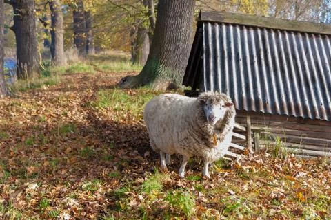 One sheep looking at camera Stock Photos