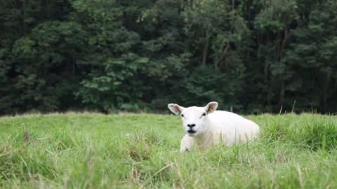 One Sheep Lying on the Pasture Grass and Chewing Stock Footage 249184732