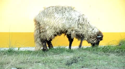 One sheep on the meadow Stock Footage 8947959