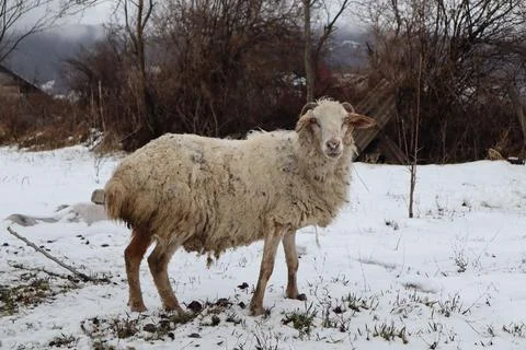 One sheep in the snow Stock Photos