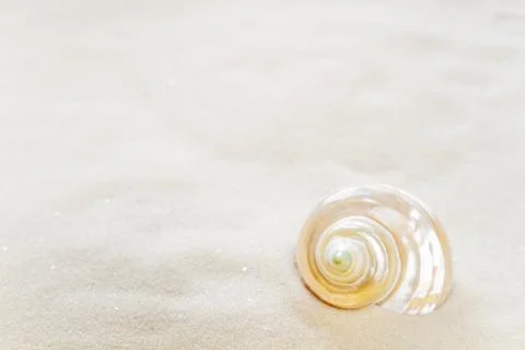 One shell on the sea sand Stock-Fotos