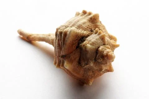 One shell of the spiny dye-murex Stock Photos