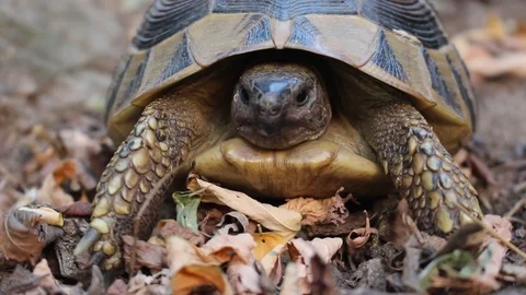 One shot of a turtle in the near state Stock Footage 92640423