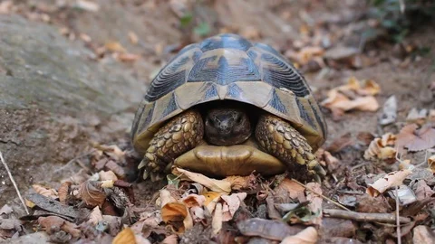 One shot of a turtle in the near state - 2 video Stock Footage 92642056
