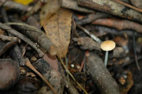 One Shroom Stock-Fotos