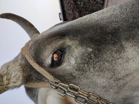 One side face of a domestic Indian cow Stock Photos