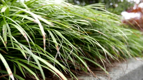 One side of leaves blown by gentle breeze in the park Video stock 57527708