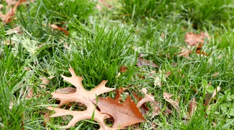One side of leaves blown by gentle breeze in the park Stock Footage 57632182