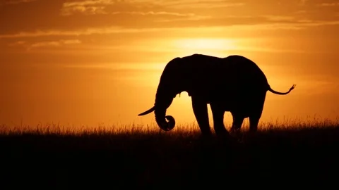 One Silhouetted Elephant Stock Footage