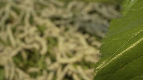 One Silkworm Eating Mulberry Leaf.02 Stock Footage 121601639