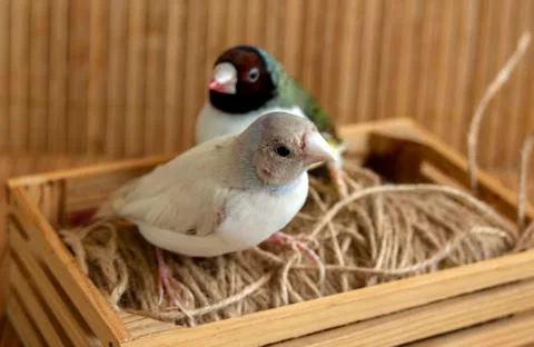 One Silver with a gray head and one Green with a red-black head. Stock Photos