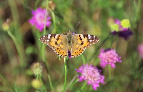 One simple butterfly 스톡 사진
