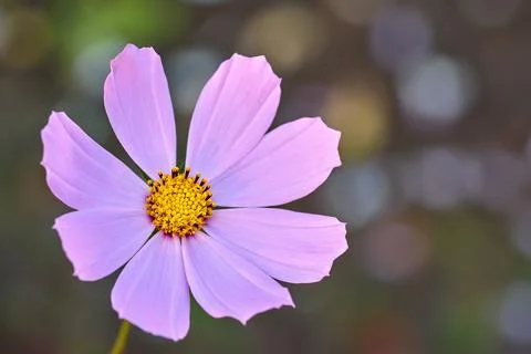 One simple pale colored tset Foto stock