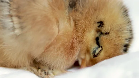 One single alone chicken baby poultry hen newborn sitting on blanket Stock Footage 222046551