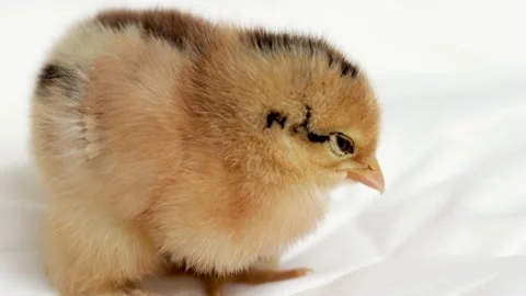 One single alone chicken baby poultry hen newborn sitting on blanket Stock Footage 222047414