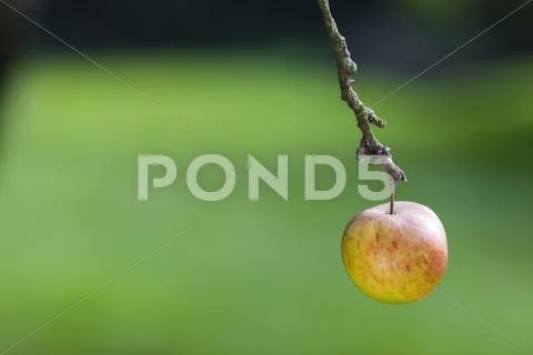 One Single Apple Hanging on The Branch of a Tree Stock Photos