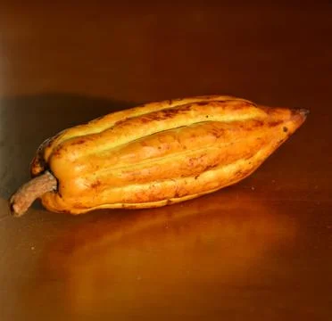 One single cocoa fruit on the brown table Stock Photos