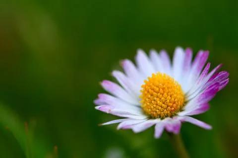 One single daisy - Macro close up Stock Photos