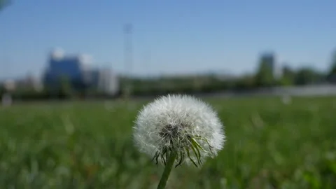 One single dandelion in green field. Shallow depth of field. Stock Footage 130255545