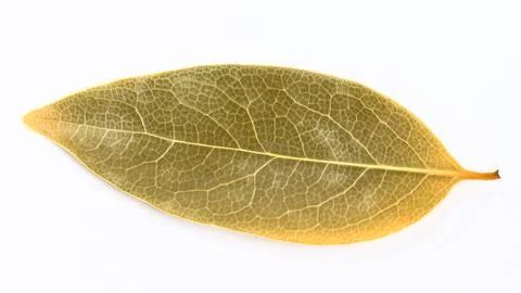 One single dried Laurel Bay leaf on white background. Stock Photos