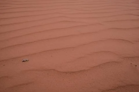 One single dry leaf on Sand background Stock Photos