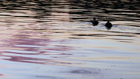 One single duck bird sitting on lake shore or two swimming,sunset sun reflection Stock-Footage 220865948