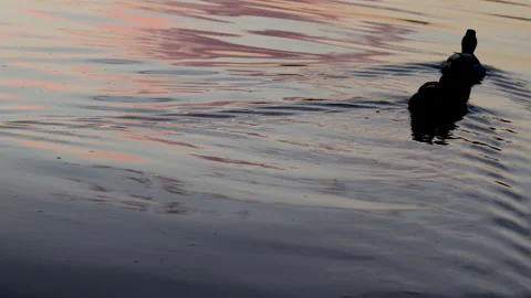 One single duck bird sitting on lake shore or two swimming,sunset sun reflection Видео 220866517