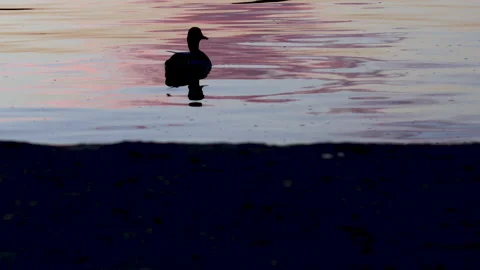 One single duck bird sitting on lake shore or two swimming,sunset sun reflection Vidéo 220866694