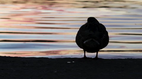 One single duck bird sitting on lake shore or two swimming,sunset sun reflection Stockbeeldmateriaal 220866785