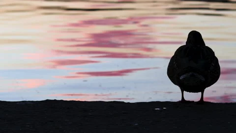 One single duck bird sitting on lake shore or two swimming,sunset sun reflection Видео 220866921
