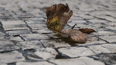 One single fallen leaf in autumn on Portuguese cobblestones pavement Stock Footage 118971349