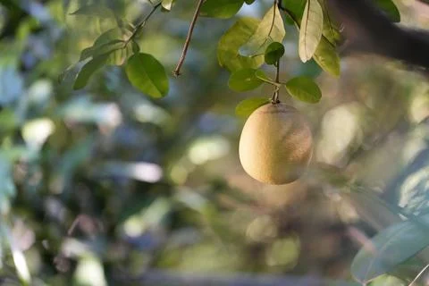 One Single Florida Grapefruit Growing Stock Photos